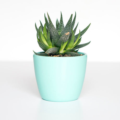 Mini Teal Planter